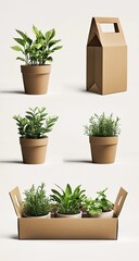 Three small potted herb plants and a brown cardboard box packaging