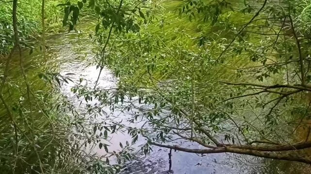A river in the forest. The flow of water and the singing of birds. Wildlife