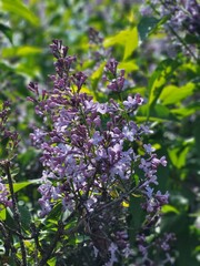 Close-up view of lilac blossoms