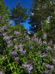 Blooming lilac and pine trees in spring