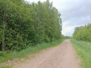 Road in forest in Siauliai county during cloud summer day. Oak and birch tree woodland. Cloud day with white clouds in sky. Bushes are growing in woods. Sandy road. Nature. Summer season. Miskas.