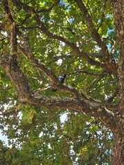 Magpie perched on a branch