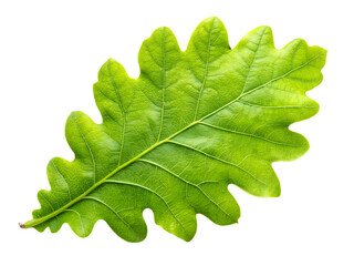 green oak leaf isolated on white background, PNG