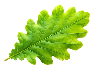green oak leaf isolated on white background, PNG