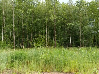 Forest in Siauliai county during cloudy summer day. Oak and birch tree woodland. Cloudy day with white clouds in sky. Bushes are growing in woods. Nature. Summer season. Miskas.