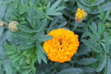 yellow flower in the garden