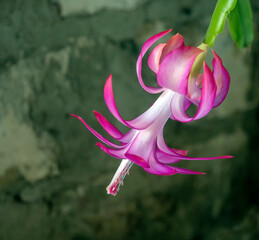 Blooming Christmas cactus in a pot on the windowsill, macro