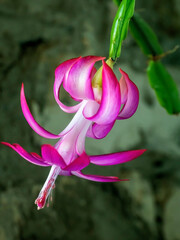 Blooming Christmas cactus in a pot on the windowsill, macro