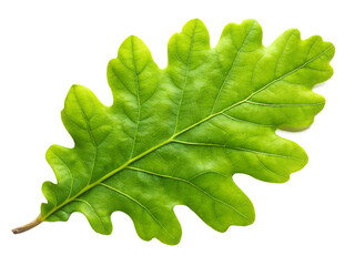 green oak leaf isolated on white background, PNG