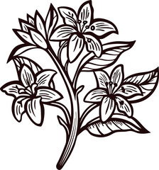 Hand drawn botanical illustration of flowering lily plant branch with leaves and blossoms in vintage engraving