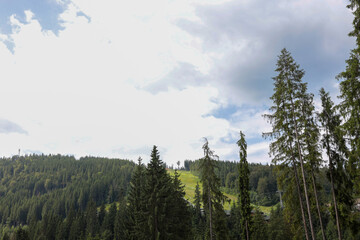 Pine-covered Carpathian mountain slope with a bright green meadow clearing beneath a dramatic...