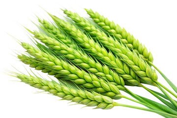  green wheat isolated on white background, PNG