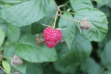raspberry on a bush