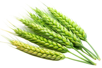  green wheat isolated on white background, PNG
