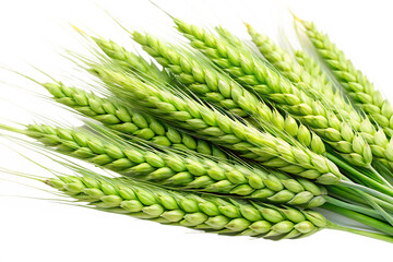  green wheat isolated on white background, PNG