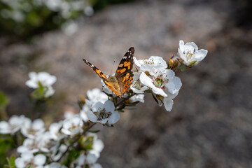 orange butterfly on flower