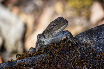 lizard on the rock