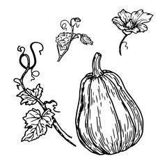 Pumpkin, pumpkin flower and twig with green leaves, set, black and white sketch. Vector illustration. Traditional decorative element for Halloween, isolated on background. Pumpkins for Thanksgiving
