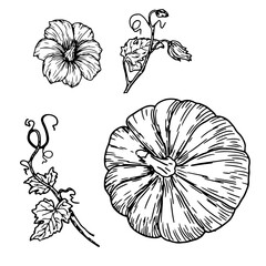 Obraz premium Pumpkin, pumpkin flower and twig with green leaves, set, black and white sketch. Vector illustration. Traditional decorative element for Halloween, isolated on background. Pumpkins for Thanksgiving