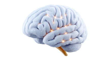Illustration of a human brain with glowing neural connections on a white isolate background.