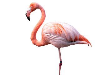 standing flamingo isolated on white background PNG ,ai generated