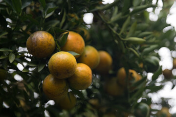 Business farm orange concept nature fruit citrus orchard mandarin tree growing, vibrant organic...