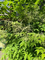 Aruncus dioicus Kneiffii with white flowers in paniculate inflorescences. Goat's beard,...