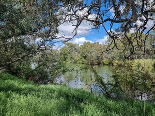 Gum trees and native Australian forest on the banks of the Murray River at Albury with a blue sky...