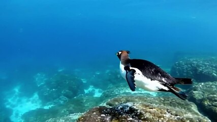 The southern rockhopper penguin (Eudyptes chrysocome) swimming around the sub-Antarctic islands of Diego Ramirez, Patagonia marine protected areas
