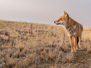A curated set of red wolf images showcasing their natural behavior and habitat diversity.