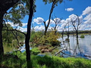 Gum trees and native Australian forest on the banks of the Murray River at Albury with a blue sky...