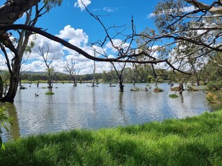 Gum trees and native Australian forest on the banks of the Murray River at Albury with a blue sky...