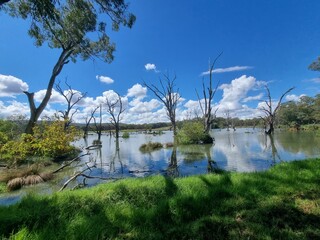 Gum trees and native Australian forest on the banks of the Murray River at Albury with a blue sky...