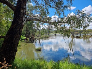 Gum trees and native Australian forest on the banks of the Murray River at Albury with a blue sky...