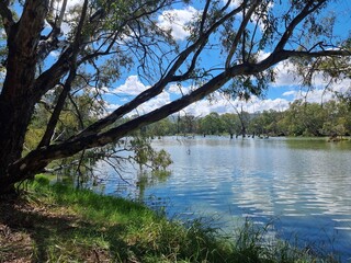 Gum trees and native Australian forest on the banks of the Murray River at Albury with a blue sky...