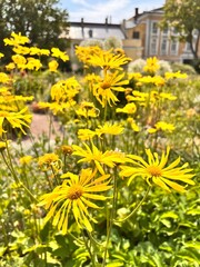 Obraz premium A rare Blooming yellow Doronicum in a summer garden. Nature background