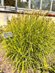 Carex muskingumensis Gold Fountain. Cereal plants in the summer garden. Flower background.