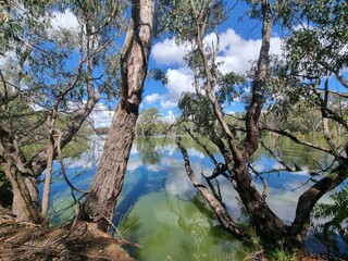Gum trees and native Australian forest on the banks of the Murray River at Albury with a blue sky...