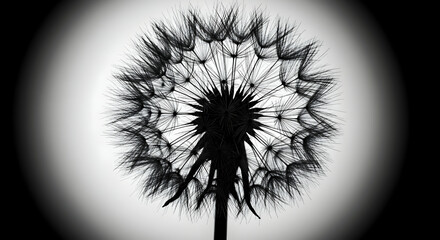 Black and white dandelion seed head close up