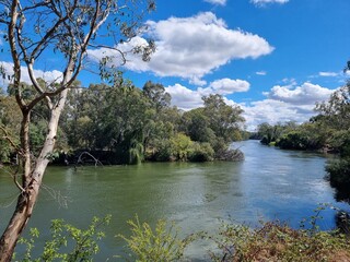 Gum trees and native Australian forest on the banks of the Murray River at Albury with a blue sky...