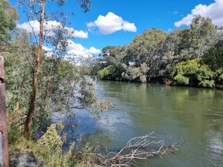 Gum trees and native Australian forest on the banks of the Murray River at Albury with a blue sky...