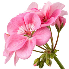 Close up of a cluster of delicate pink geranium flowers with green buds and stems isolated on transparent background