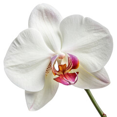 Detailed close up of a delicate white phalaenopsis orchid flower with vibrant pink and yellow accents in the center isolated on transparent background