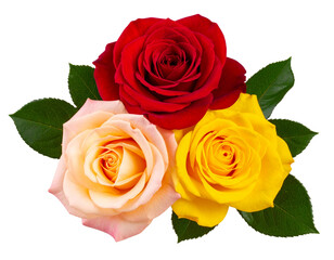 Fototapeta premium Set of Blooming Rose Flowers in Red, Pink, and Yellow, isolated on a transparent background