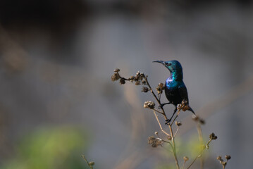 Naklejka premium A vibrant male sunbird perched gracefully on a dry plant stem, showcasing its shimmering metallic blue and green plumage against a soft blurred background.