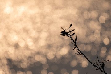 Minimalist silhouette of a delicate plant branch with leaves and buds against a dreamy, defocused...