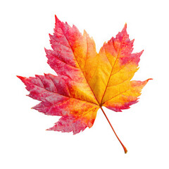 Vibrant red and yellow maple leaf with detailed veins isolated on transparent background