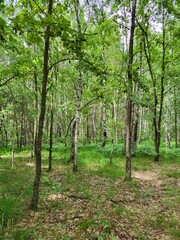 Birch forest with soft green undergrowth