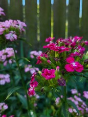 Fototapeta premium Bright pink carnations in summer garden