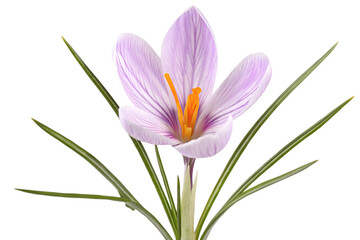 Naklejka premium Purple striped crocus flower isolated on a transparent background
